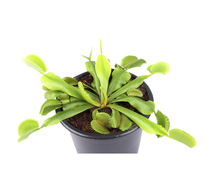Plantimex PELA18M Venus Fly Trap Pot 100 mm Builders | Outdoor